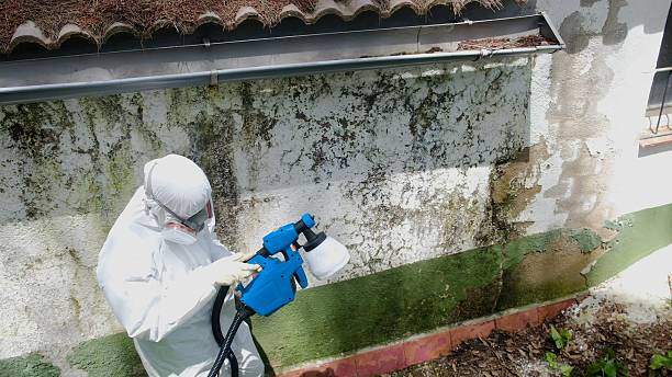 Trusted Attic Mold Removal service in Maywood, NJ - Cheap Mold Removal